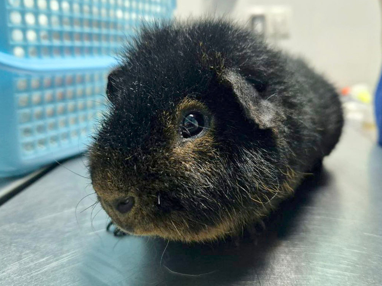 Настоящий булыжник, правда, по меркам морской свинки, удалили ветеринары из мочевого пузыря пушистого пациента в одной из столичных ветклиник