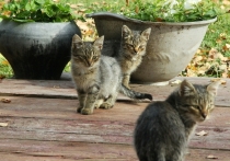  8 ноября, в день памяти святого Дмитрия Солунского, на Руси испокон веков встречали первую настоящую зиму и провожали осень. Этот день, именуемый Дмитриевым днем или Большими Осенинами, был наполнен глубоким смыслом, тишиной и особым укладом, который помогал навести порядок не только в доме, но и в душе.