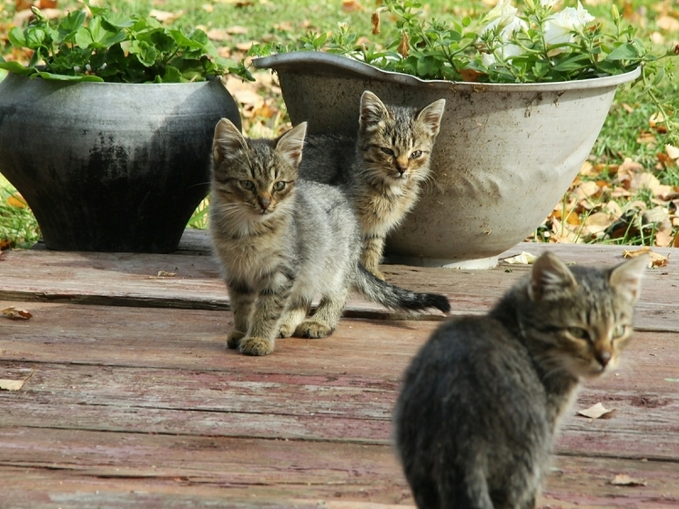 Россиянам объяснили, что 8 ноября в Дмитриев день нельзя устраивать шумные вечеринки