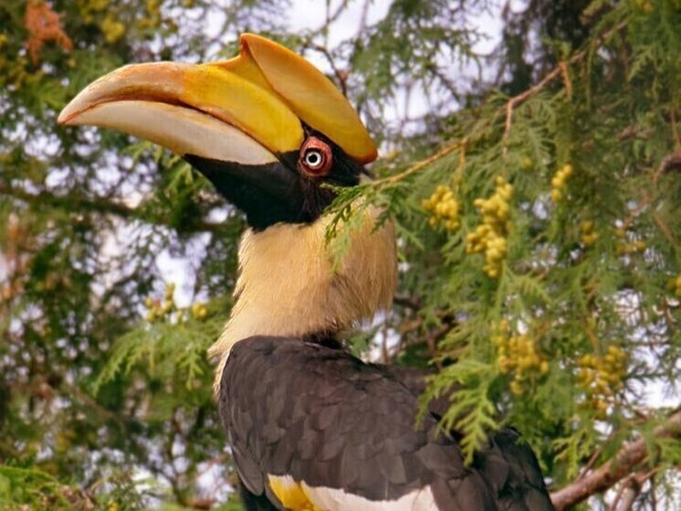 Петербуржцам объяснили отличия калао Коры и Шанти в Ленинградском зоопарке