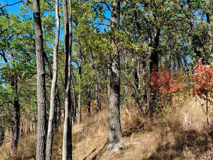 Живописное урочище Бык: заповедный уголок Липецкой земли