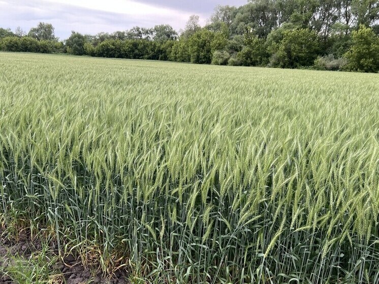 Новый зимостойкий сорт пшеницы «Адарка» вывели рязанские учёные-селекционеры