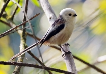 В этом году осень решила снова побаловать жителей столичного региона теплом