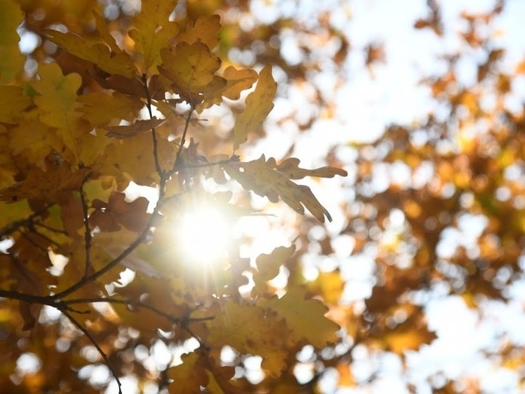 В Астраханской области 8 ноября прогнозируется туман при +15 градусах