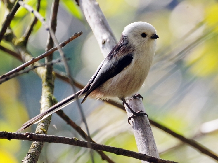 В этом году осень решила снова побаловать жителей столичного региона теплом
