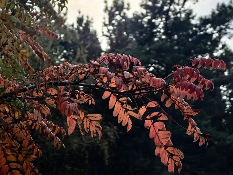 Туманная ночь и теплый день ожидают калининградцев 8 ноября