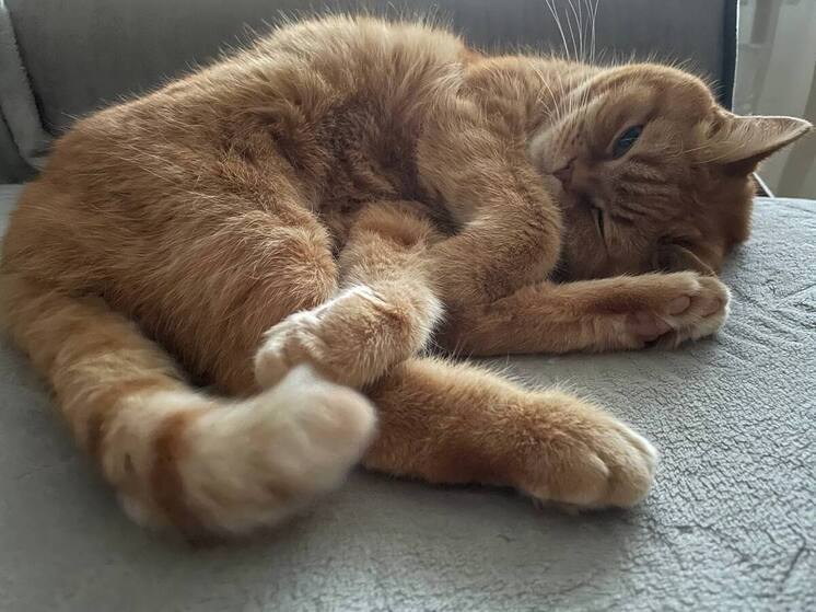 Гинеколог: беременным стоит соблюдать осторожность при контакте с чужими кошками