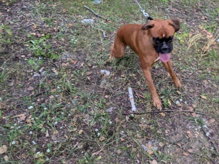 Гулять с собаками из муниципального приюта воронежцы смогут 3 раза в неделю