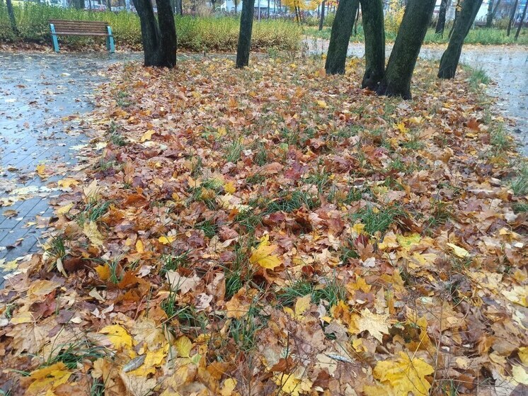 Владимирскую область заливают ноябрьские дожди