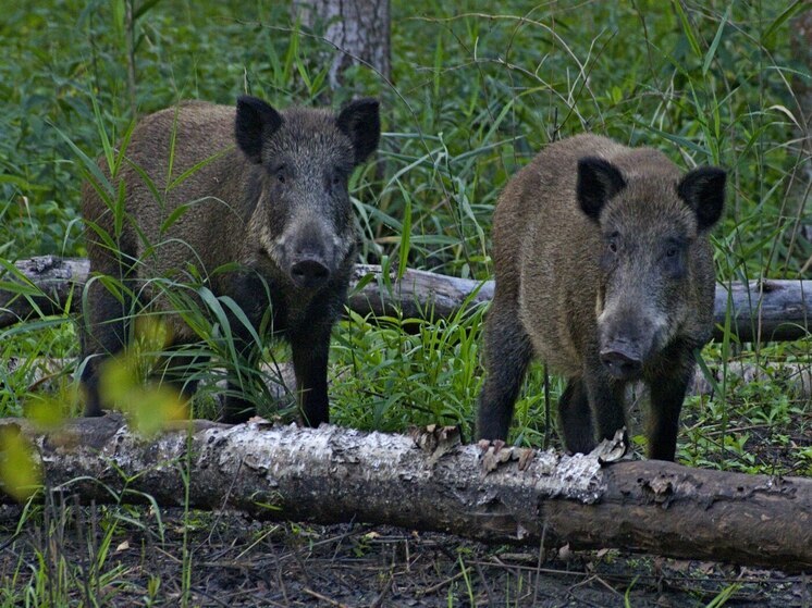 В лесах под Серпуховом начался гон кабанов