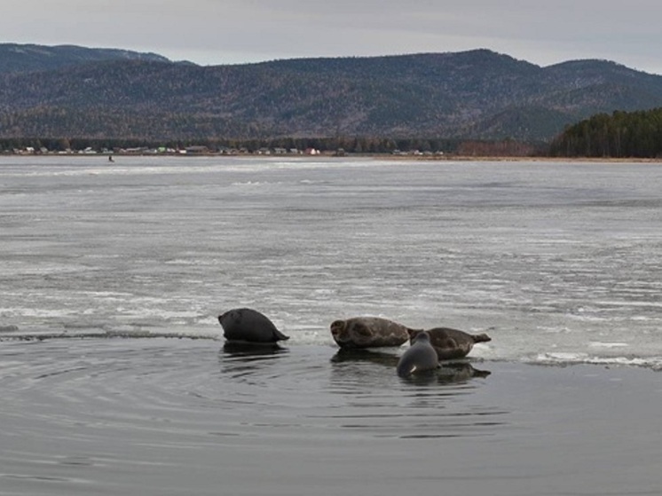 Ученые выяснили какое влияние туризм оказывает на байкальских нерп