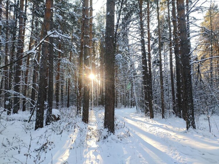 В Омской области молодые лоси стали чаще подходить к людям
