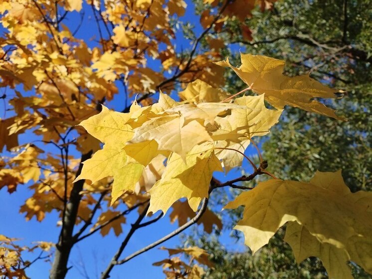 В Санкт-Петербурге 8 ноября начнет постепенно холодать