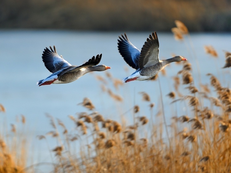 ТОП-4 необычных органа чувств, которых нет у человека, но есть у животных