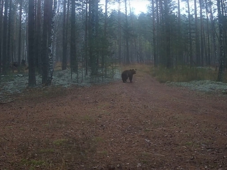 В заповеднике «Большая Кокшага» медведи устроили «жировой марафон»