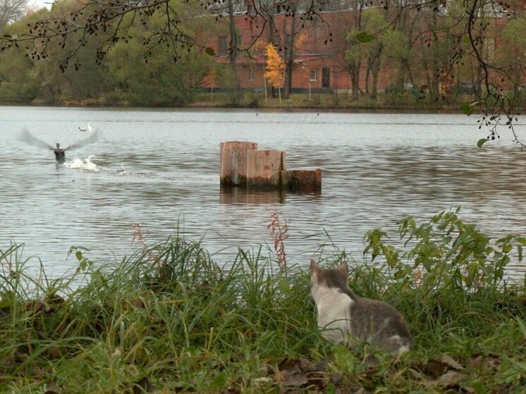 Кот взял на прицел баклана из Сестрорецка