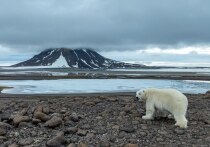  

За несколько месяцев до экспедиции, когда поступило предложение возглавить команду инспекторов Национального парка «Русская Арктика» во время рейса Арктического Плавучего Университета 2025, я сразу дал положительный ответ
