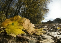 9 ноября — особенная дата в народном календаре, известная как Обетный день или Зарок на Параскеву. Этот день посвящен памяти святой великомученицы Параскевы, которая проявила невероятную силу духа, оставшись верной своим убеждениям перед лицом мучений. 