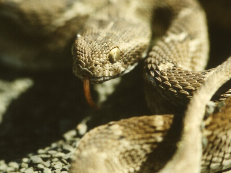 Крайне опасная королевская кобра заползла в отель с россиянами в Таиланде