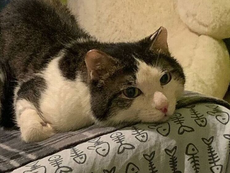 Кот, выживший после взрыва газа в Ангарске, нашёл новый дом