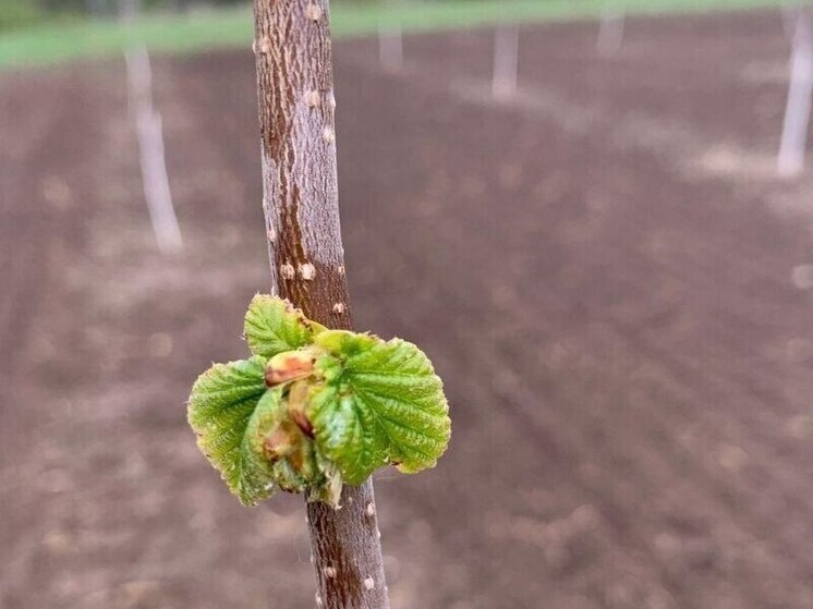 В Калужской области начали выращивать фундук