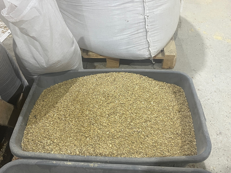 Орловский СПК списал на посев более 80 тонн семян без документов