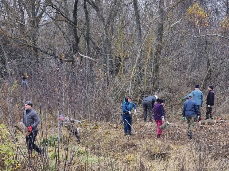 В Борисовском районе заготовили более 500 кубометров дров
