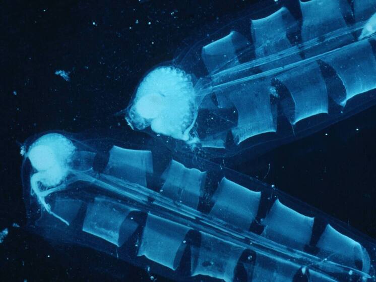 Российских туристов атакуют опасные морские обитатели на Филиппинах