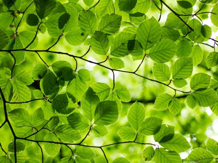 В Липецкой области высадили свыше 20 тысяч молодых деревьев