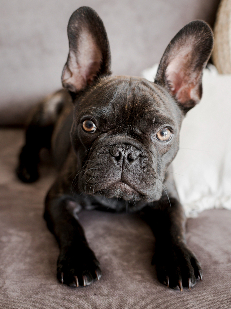 Секрет здоровья собак со складками: как тамбовчанам правильно ухаживать за питомцами