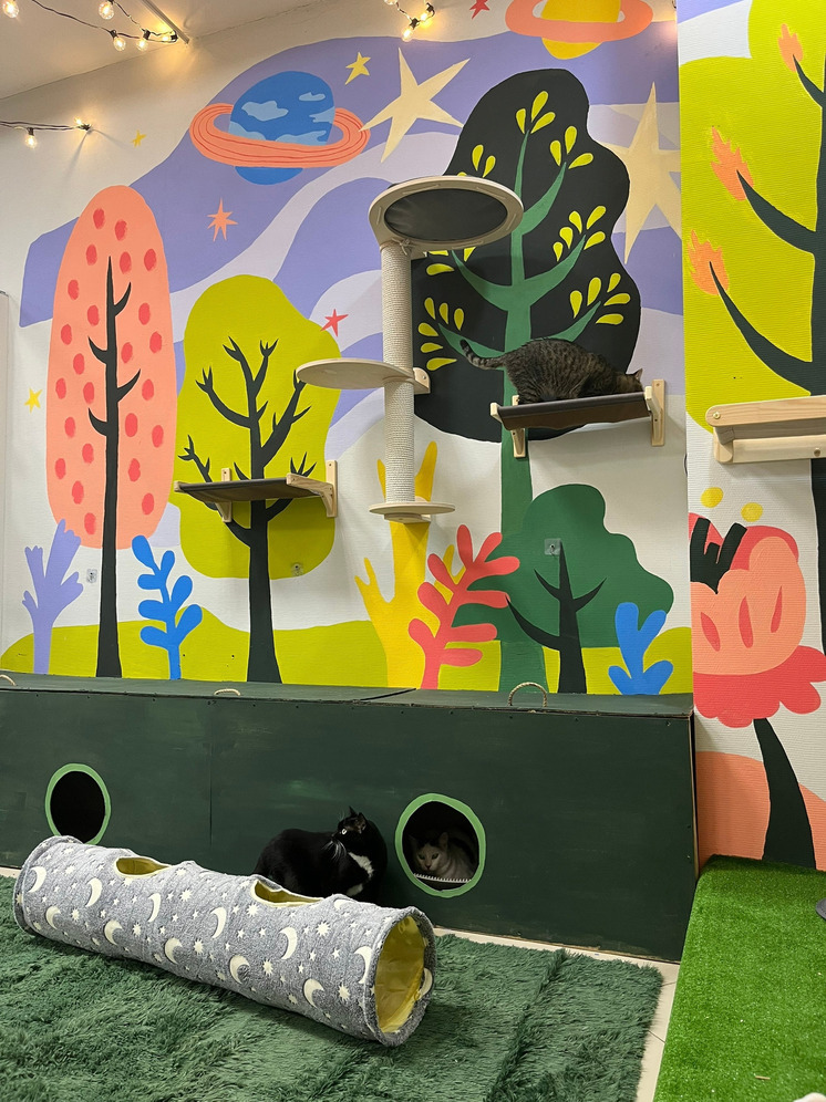 В Перми появилось уникальное пространство «Город кошек»