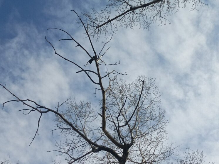 Северян предупредили о сильном ветре 9 ноября