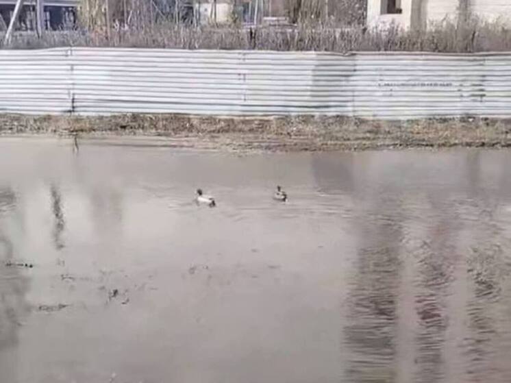 Липчане заметили уток на месте прорыва трубы на улице 50 лет НЛМК