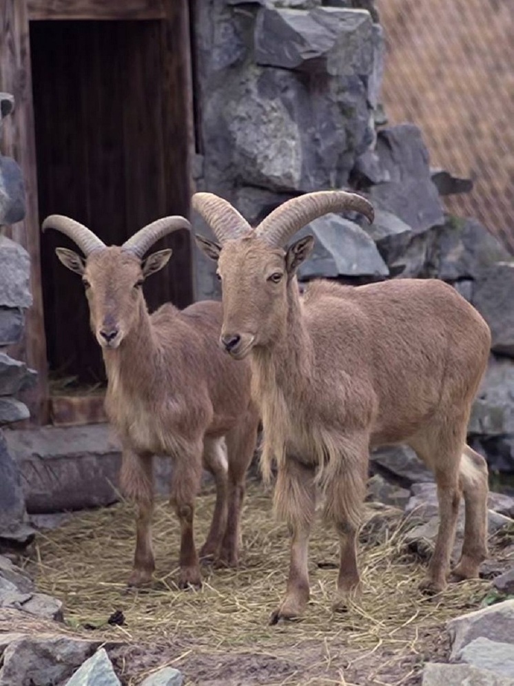 Новосибирский зоопарк представил новых питомцев после обмена с Баку