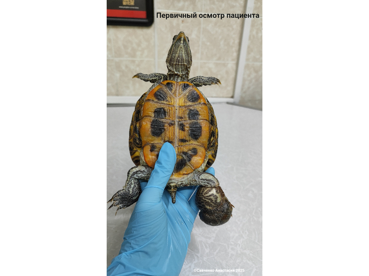 Лапку пережали волосы: Ветврач из Ростова спасла Красноухую черепаху