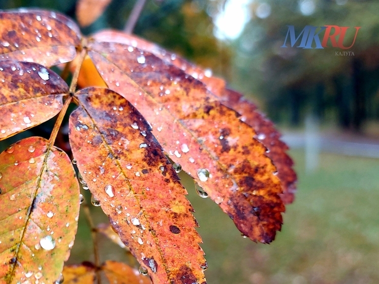 В Калужской области ночные температуры опустятся до +1°С