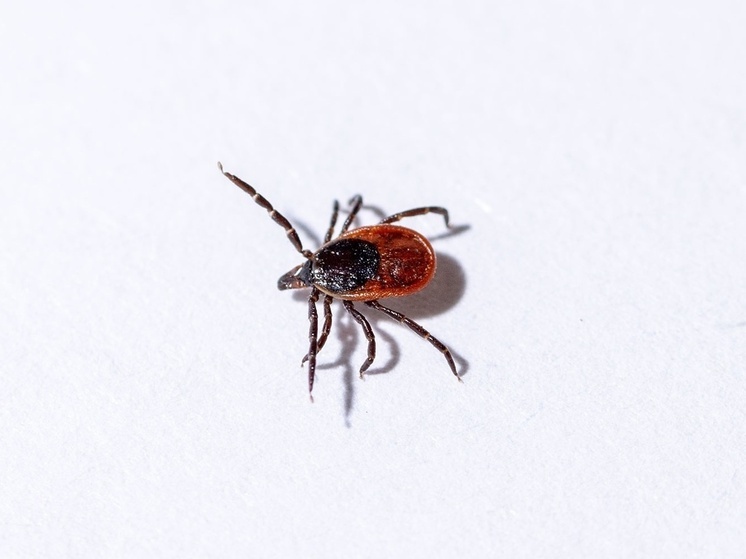 Жителей Карелии призывают позаботиться о здоровье и сделать прививку от клещевого энцефалита