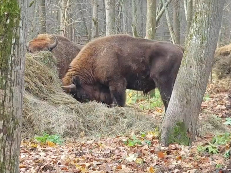 В Мордовский заповедник переселили 10 зубров из рязанского Окского заповедника