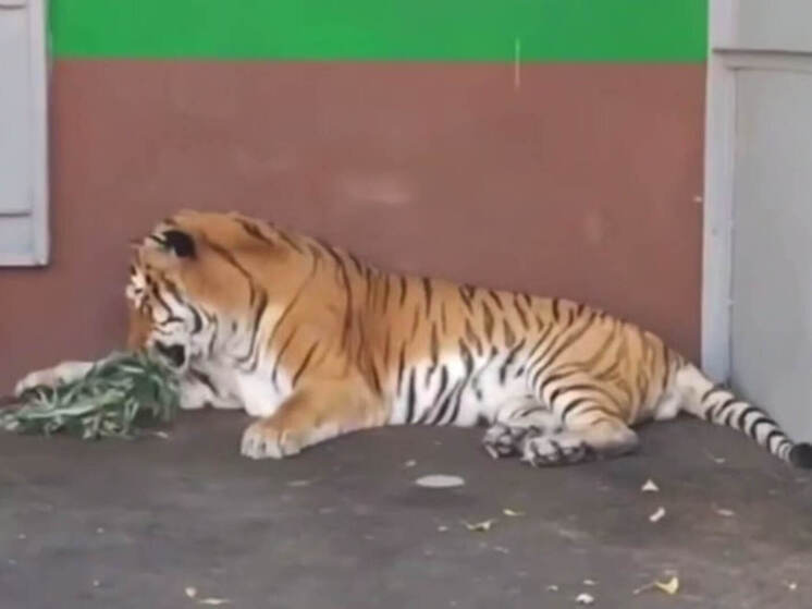 Липецкого тигра Оззи порадовали новой игрушкой из ивы