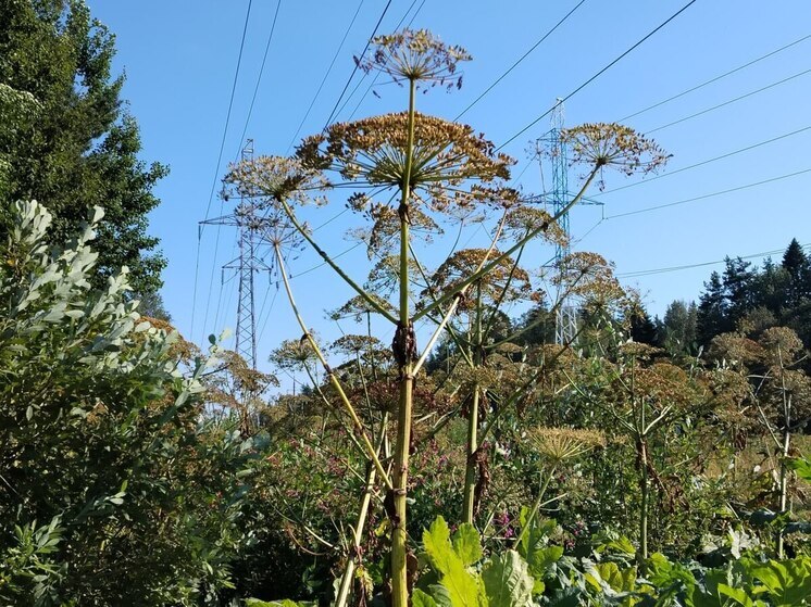 Пестовские подростки косили борщевик и получили ожоги, ведется проверка