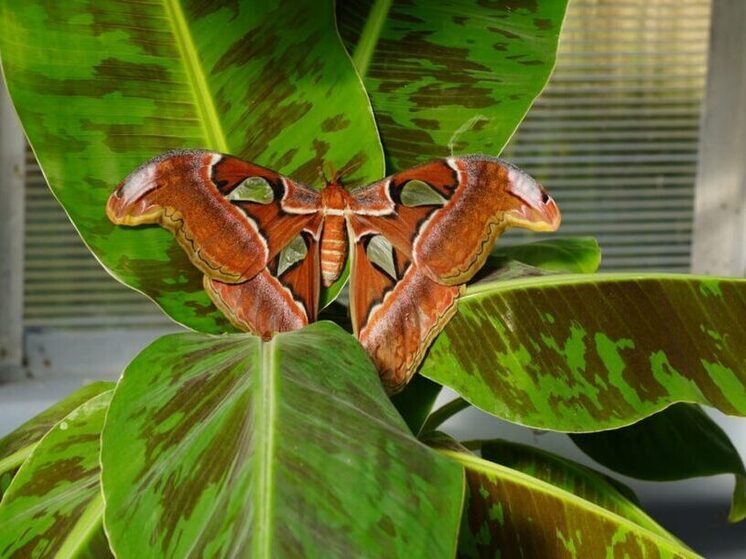 Самая крупная бабочка в мире появилась на свет в Кабардино-Балкарском госуниверситете