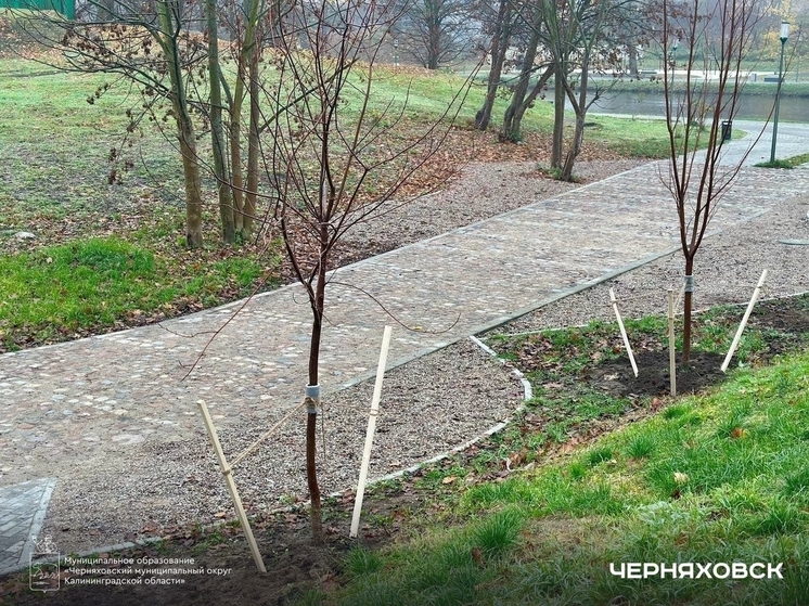 Первые деревья для парка Кинолента высадили в Черняховске