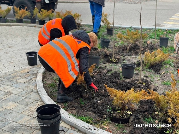 В Черняховске началось озеленение первых карманных парков