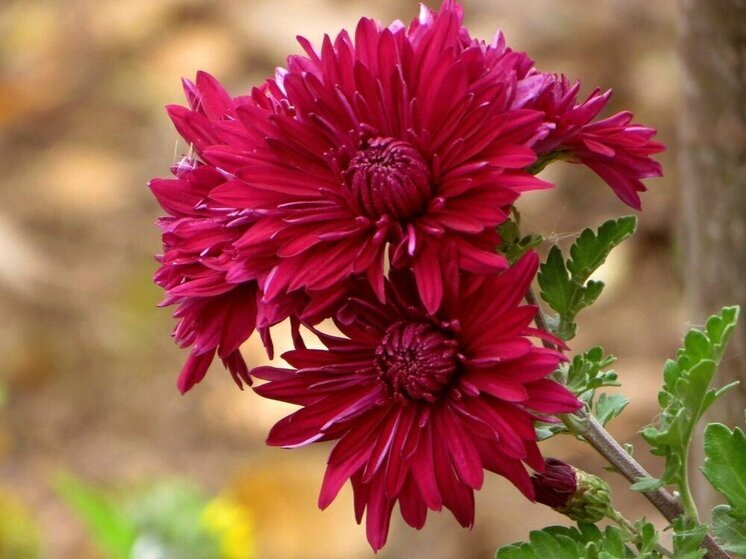 Ярославцы рассказывают о последних летних отголосках осени