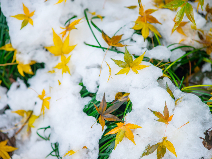 В Красноярске ожидается мокрый снег и усиление ветра 9 ноября