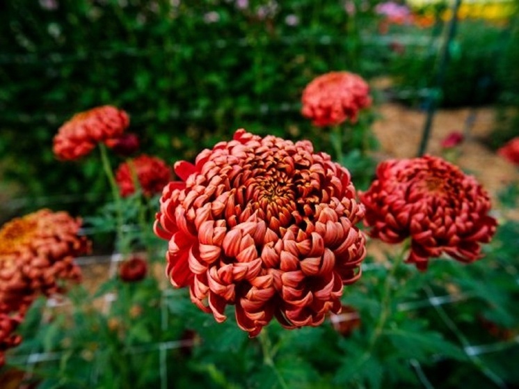 Волгоградцев ждет яркий «Бал хризантем»