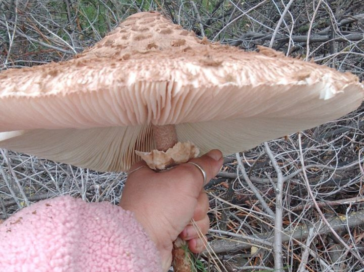 Необычные грибы-зонтики находят в Ростовской области