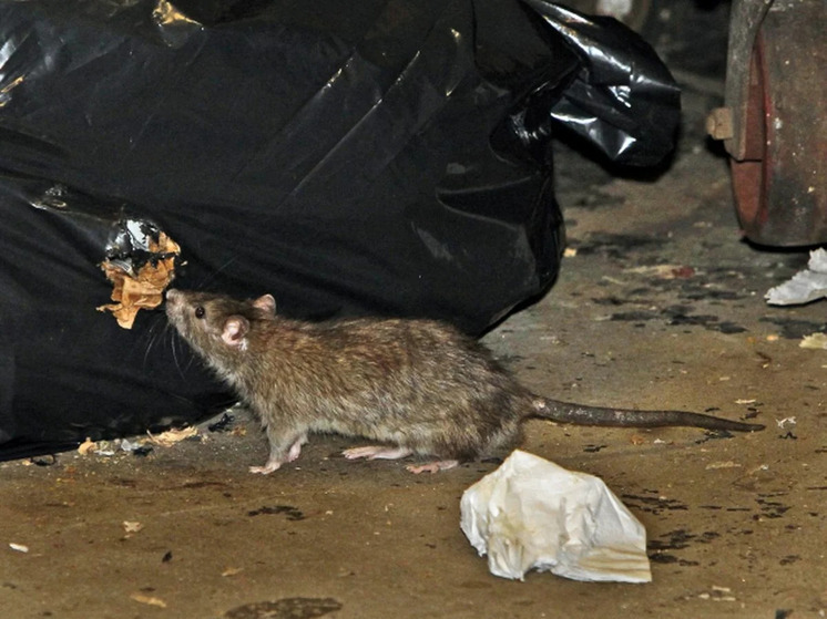 Владимирцев предупреждают о травле грызунов на Добросельской