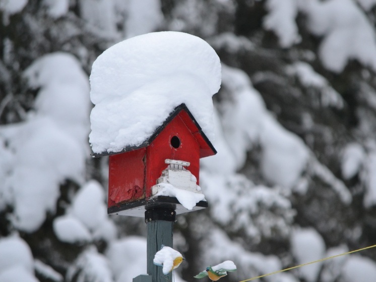 Зоосад Хабаровска запускает благотворительную акцию «Покормите птиц зимой»