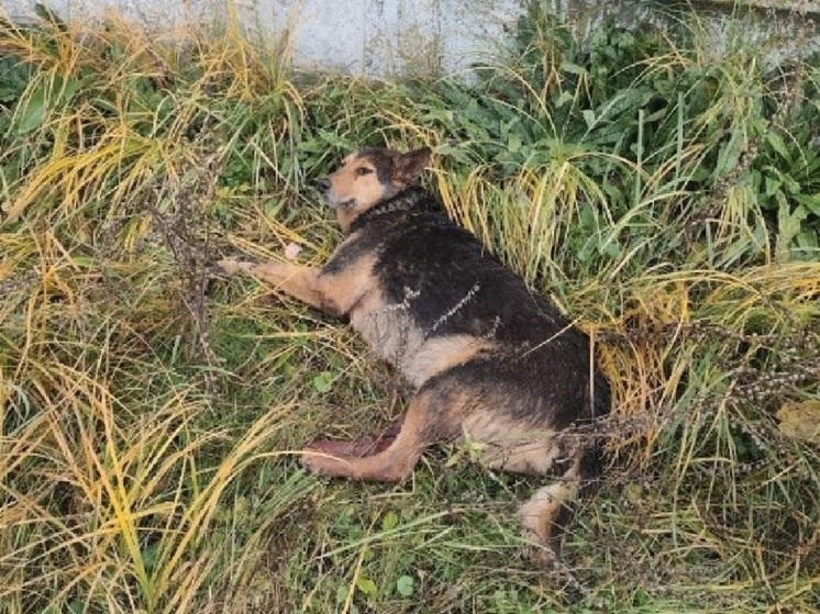 В Орле спасли собаку в тяжёлом состоянии